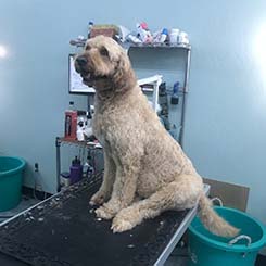 Large Dog on Grooming Table