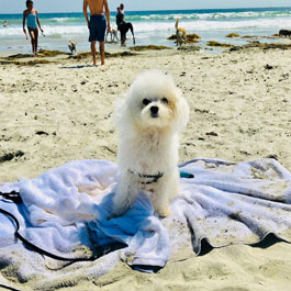 White Puppy at the Beach