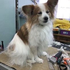 Papillon Being Groomed